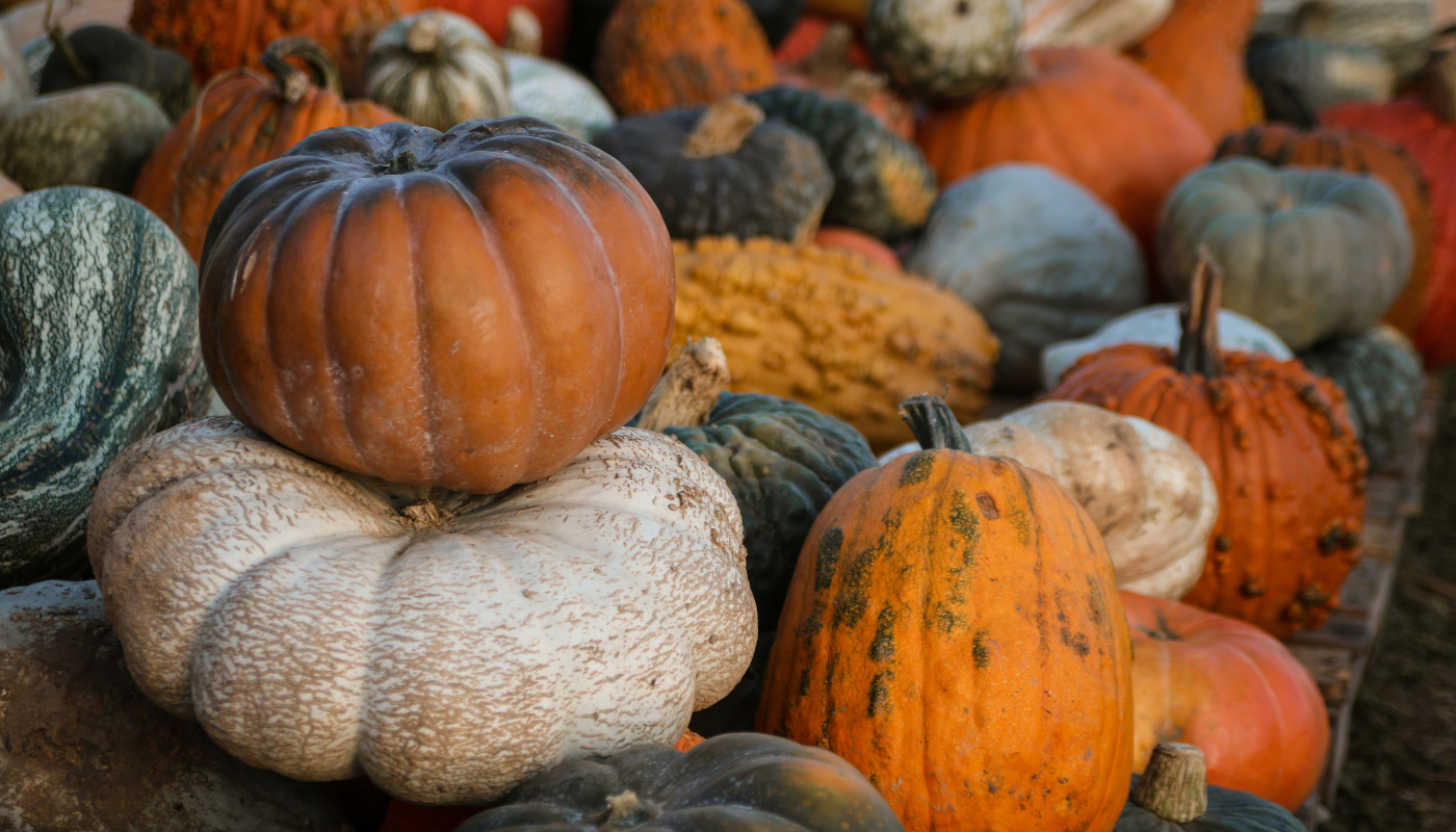 Der Kürbis - Ein beerenstarkes Herbstgemüse